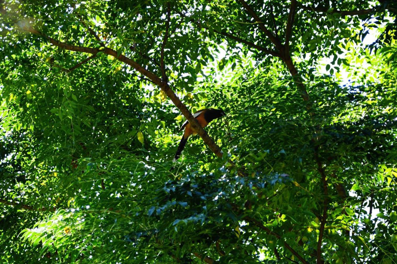 Shanta Ghar A Rustic Guesthouse Chitwan Exterior foto